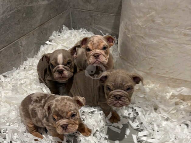 KC Registered Bulldog Puppies for sale in Nottinghamshire