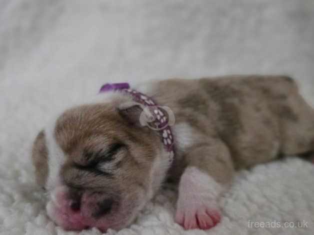 Bulldog Puppies for sale in Staffordshire