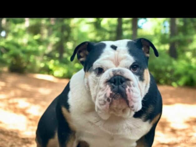 English Bulldogs for sale in Newcastle upon Tyne, Tyne and Wear