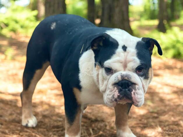 Bulldog Puppies for sale