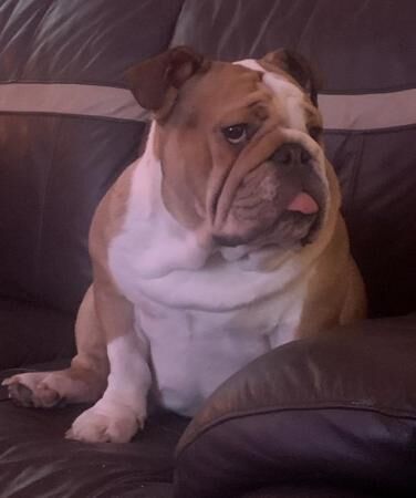 Female English bulldog 2.5 years old for sale in Widnes, Cheshire