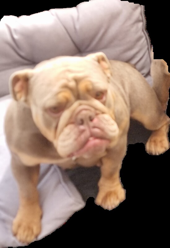 Female English bulldog for sale in Reading, Berkshire