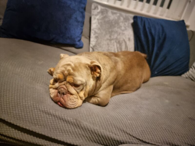 KC Registered Bulldog Puppies for sale in Berkshire