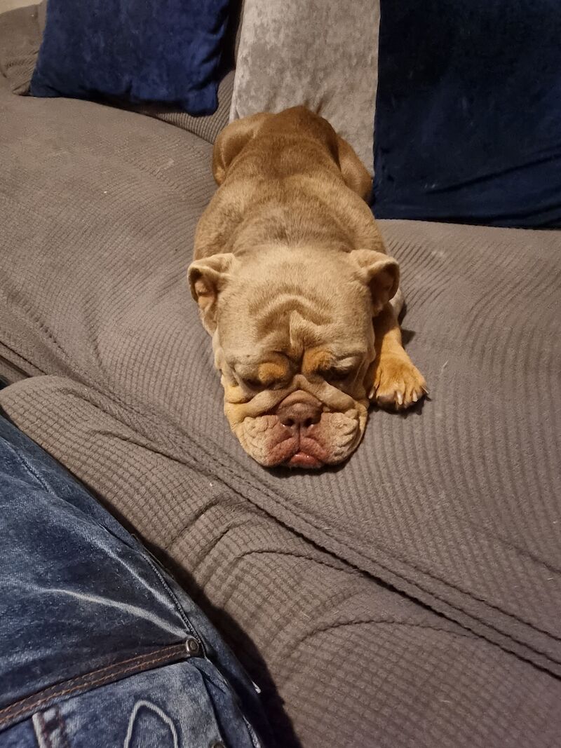 Female English bulldog for sale in Reading, Berkshire - Image 4