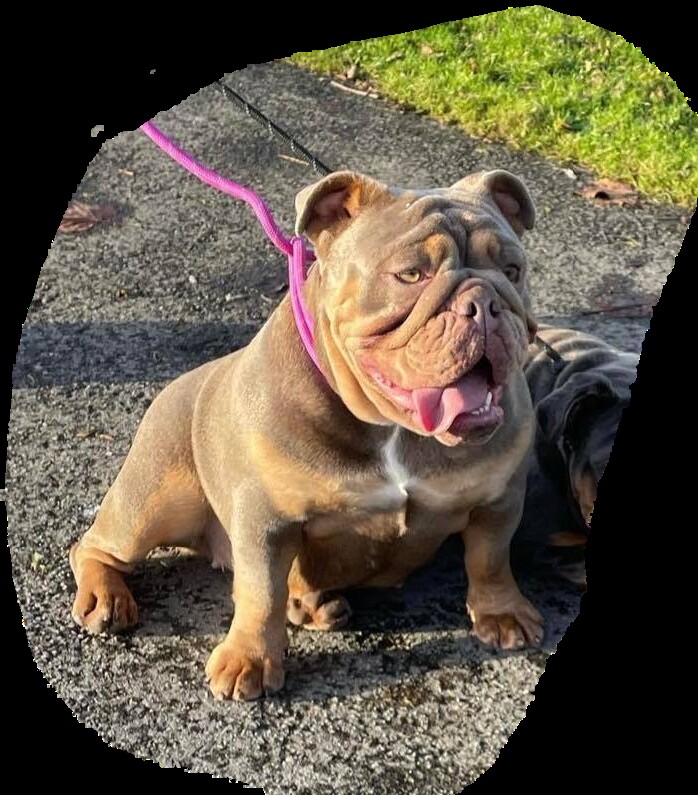 Female English bulldog for sale in Reading, Berkshire - Image 5