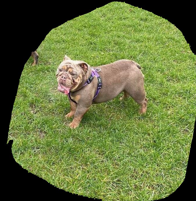 Female English bulldog for sale in Reading, Berkshire - Image 6