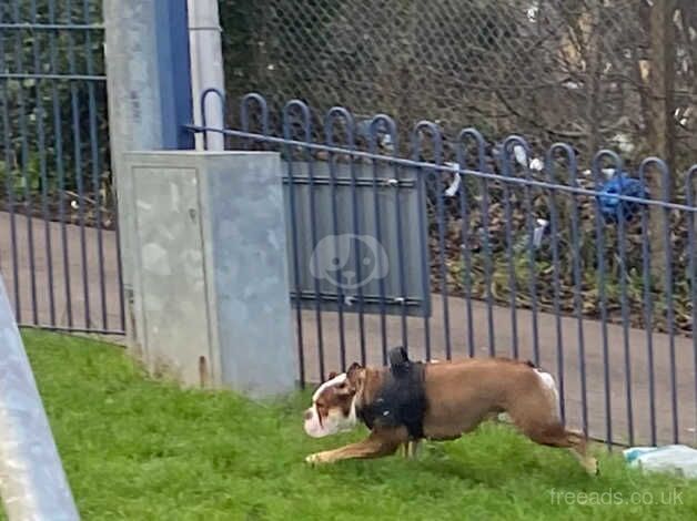 Bulldog Puppies for sale in Kent