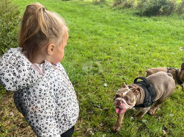 English Bulldogs for sale in Manchester, Greater Manchester