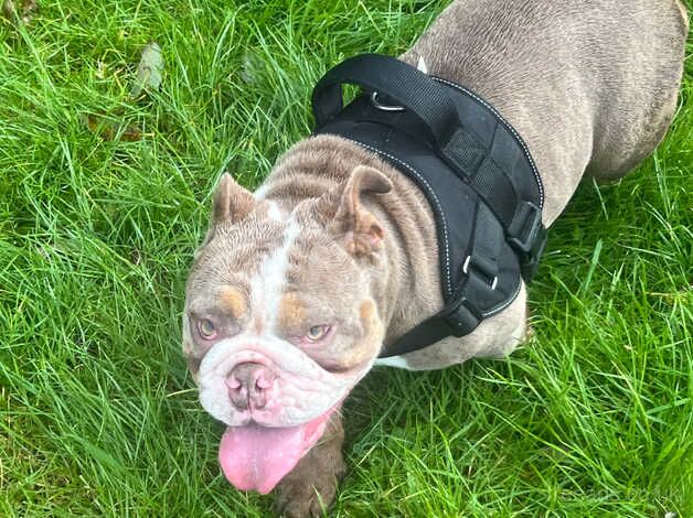 Female English bulldog for sale in Manchester, Greater Manchester - Image 3