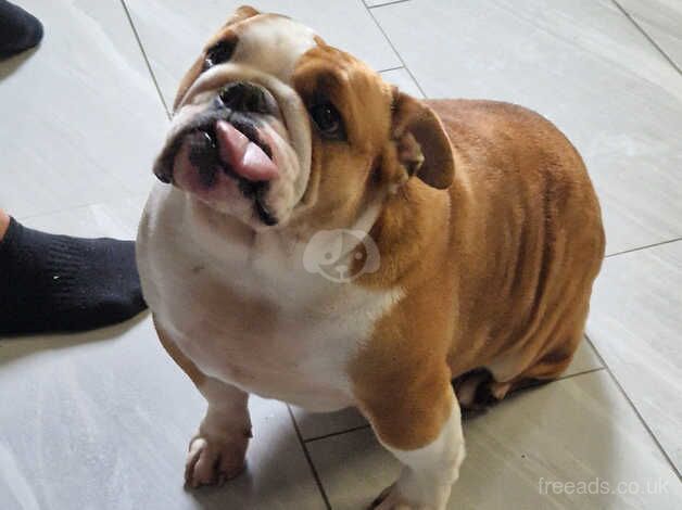 Female English bulldog for sale in March, Cambridgeshire