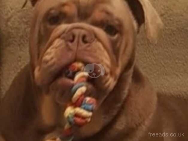 Female English bulldog for sale in Oldham, Greater Manchester