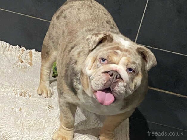 Female Merle English bulldog for sale in Wigan, Greater Manchester