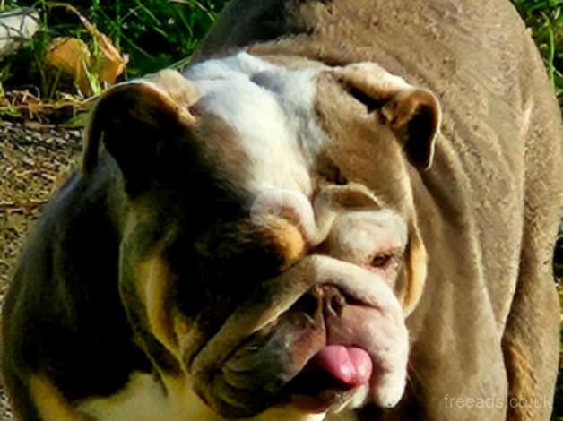 English Bulldogs for sale in Halifax, West Yorkshire