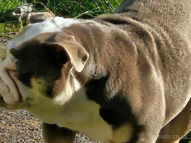 KC Registered Bulldog Puppies for sale in West Yorkshire