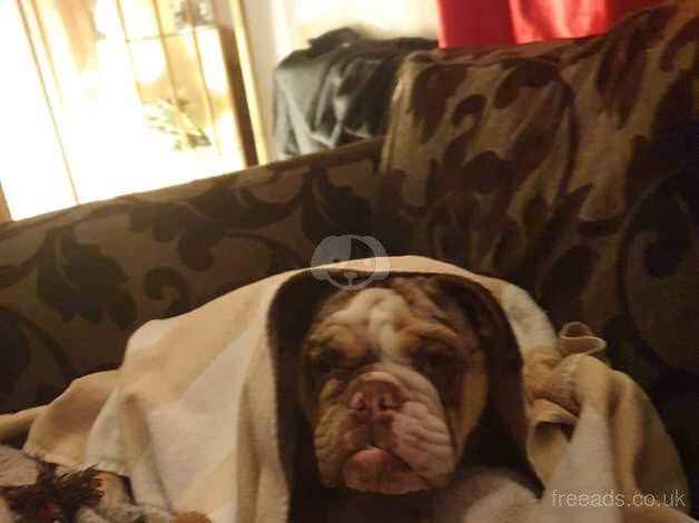 For Sale.. English Bulldog for sale in Scarborough, North Yorkshire - Image 2