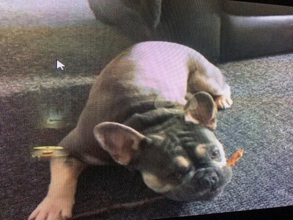 french bulldog 10 month old for sale in Leicester, Leicestershire