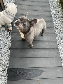 French Bulldog Adult Male for sale in Hamilton, South Lanarkshire