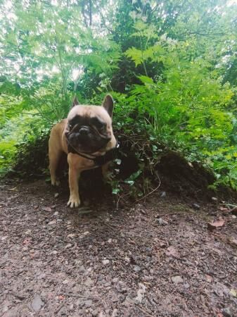 French bulldog male 2 and a half years old for sale in Hyde, Greater Manchester