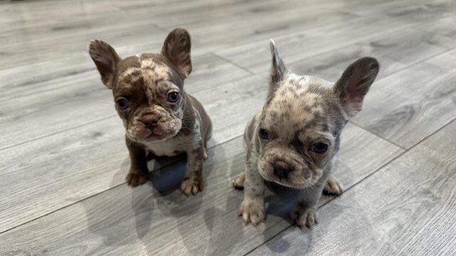 French bulldog puppies 9 weeks old for sale in Coalville, Leicestershire