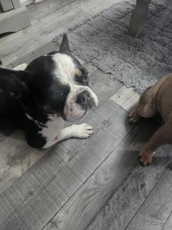 French bulldogs for rehome for sale in Rochford, Essex