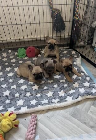 Frenchies lookingfor there forever homes for sale in Carlton in Cleveland, North Yorkshire