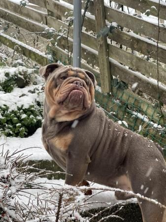 Full suit lilac and tan English bulldog, male, 2 years old. for sale in Kendal, Cumbria