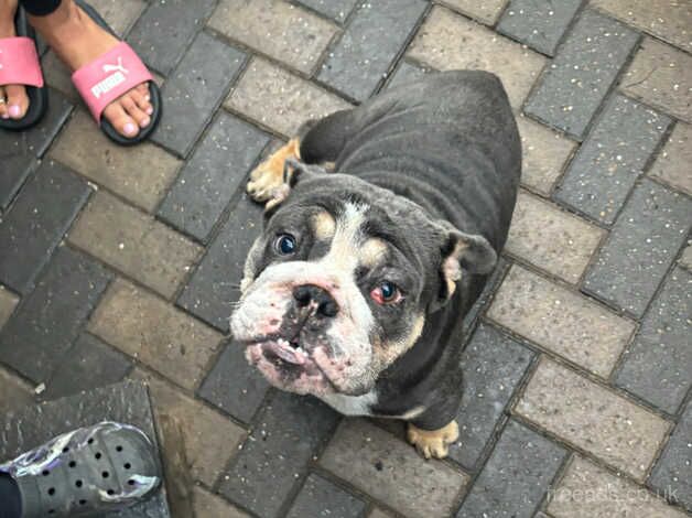 Fully KC REGISTERED English Bulldog! for sale in Coventry, West Midlands