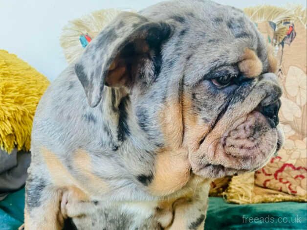 FULLY VACCINATED BLUE MERLE ENGLISH BULLDOG GIRL PUP for sale in Calstock, Cornwall - Image 2