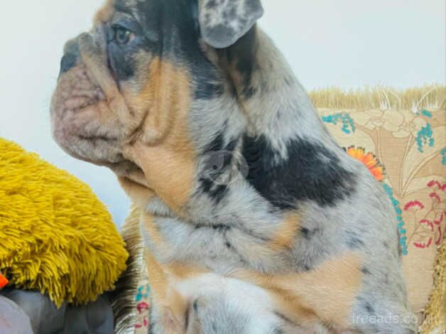 FULLY VACCINATED BLUE MERLE ENGLISH BULLDOG GIRL PUP for sale in Calstock, Cornwall - Image 3