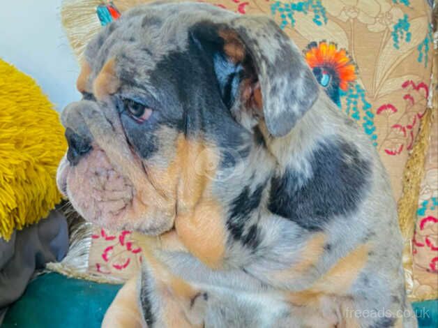 Bulldog Puppies for sale