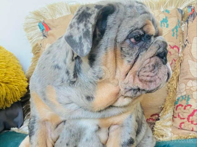 FULLY VACCINATED BLUE MERLE ENGLISH BULLDOG GIRL PUP for sale in Calstock, Cornwall - Image 5