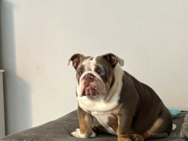 Girl bulldog for sale in Red Lodge, Suffolk