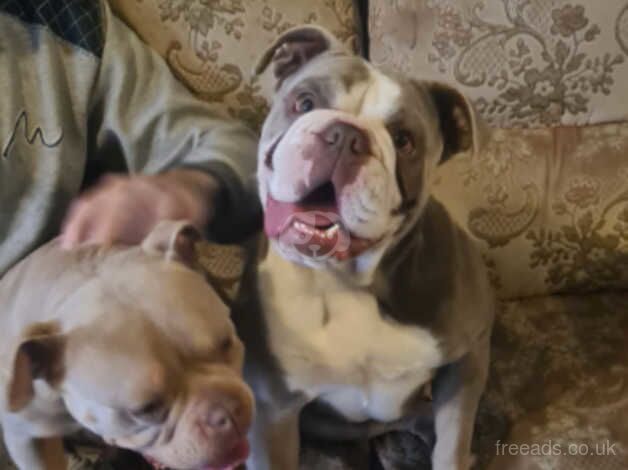 Girl English Bulldog for sale in Stockton-on-Tees, County Durham