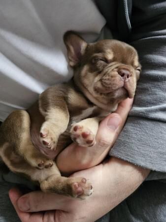 Gorgeous French bulldog puppies for sale in Walsall, West Midlands