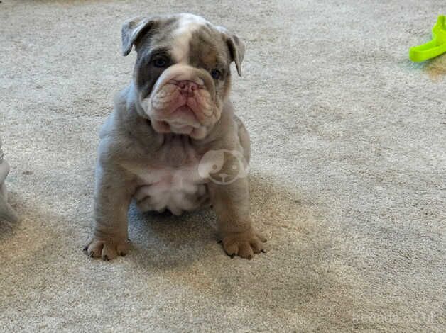 Gorgeous kc English bulldog for sale in Fleetwood, Lancashire