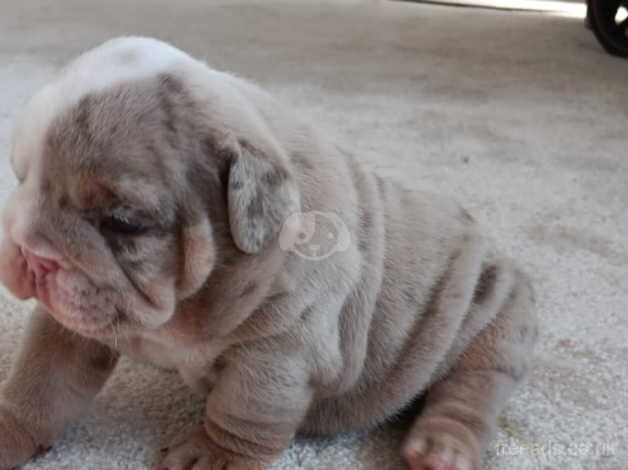 Gorgeous kc English bulldog for sale in Fleetwood, Lancashire - Image 2