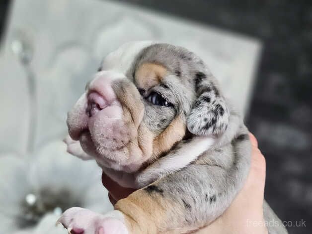 Gorgeous Merle Girl English Bulldog for sale in Preston, Lancashire