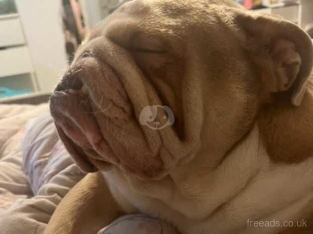 English Bulldogs for sale in St Austell, Cornwall