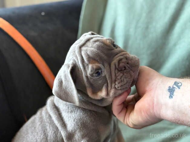 KC English bulldog puppies for sale in Ilkeston, Derbyshire