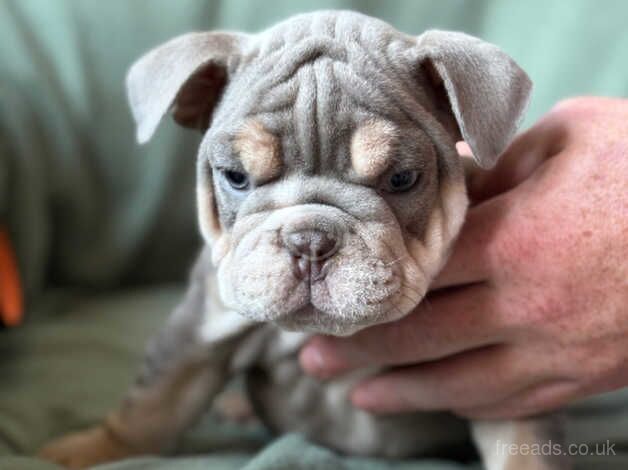 KC Registered Bulldog Puppies for sale in Derbyshire