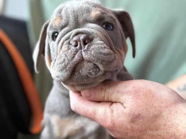 Bulldog Puppies for sale