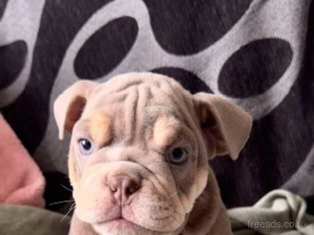 KC English bulldog puppies for sale in Ilkeston, Derbyshire - Image 5