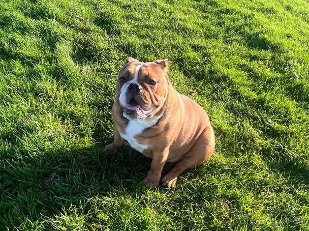 KC Reg British Bulldog/Maggie for sale in Newcastle upon Tyne, Tyne and Wear