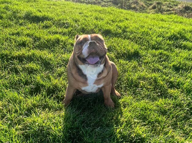 KC Registered Bulldog Puppies for sale in Tyne and Wear