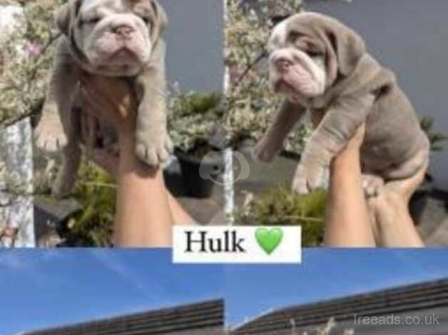 Kc Reg British bulldog puppies for sale in Bristol, Bristol