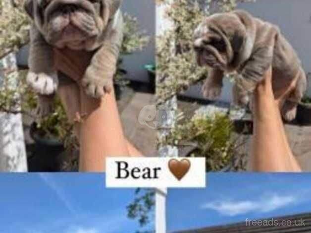 English Bulldogs for sale in Bristol, Bristol