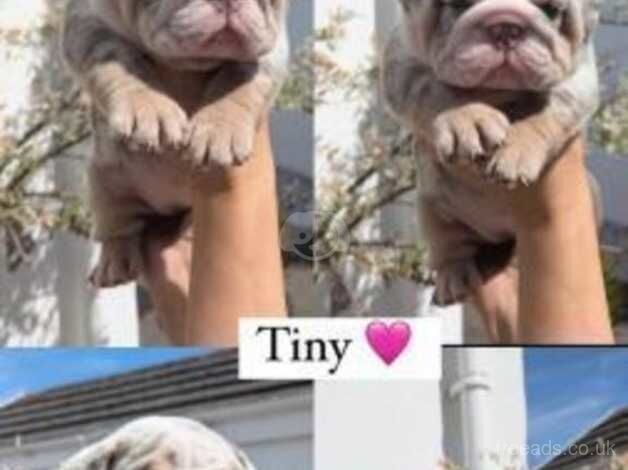 Bulldog Puppies for sale