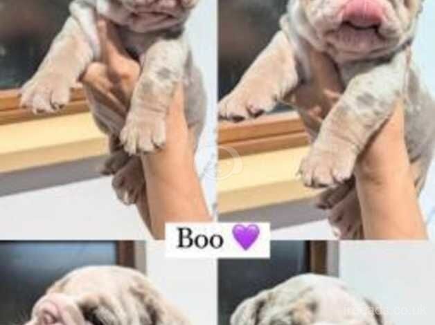 Kc Reg British bulldog puppies for sale in Bristol, Bristol - Image 5