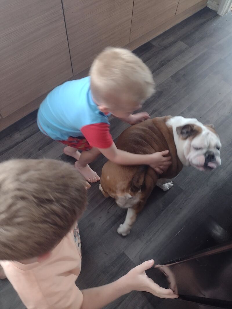 English Bulldogs for sale in Hawkhurst, Kent