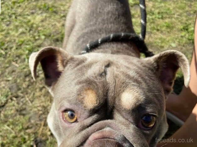 Lilac English bulldog for sale in Newport, Shropshire